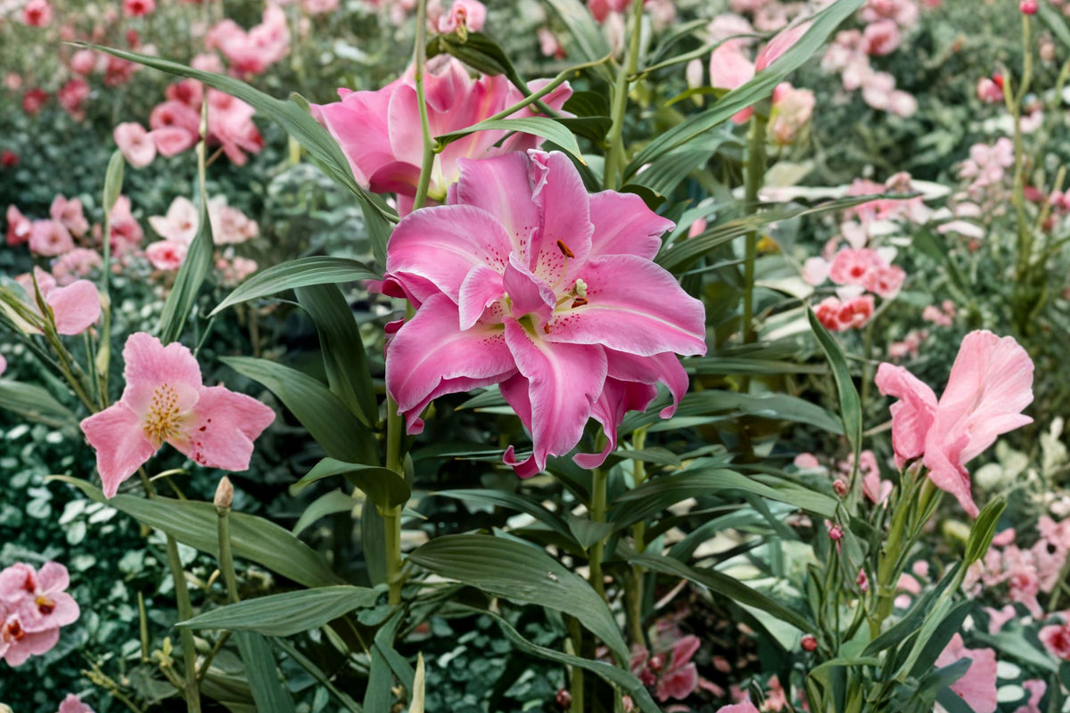 Lilium O 'Lotus Wonder' | Double Oriental Lily Bulb | Pink & White Lily | Pollen Free Perennial Flower | Bareroot Lily | Cut Flower Garden