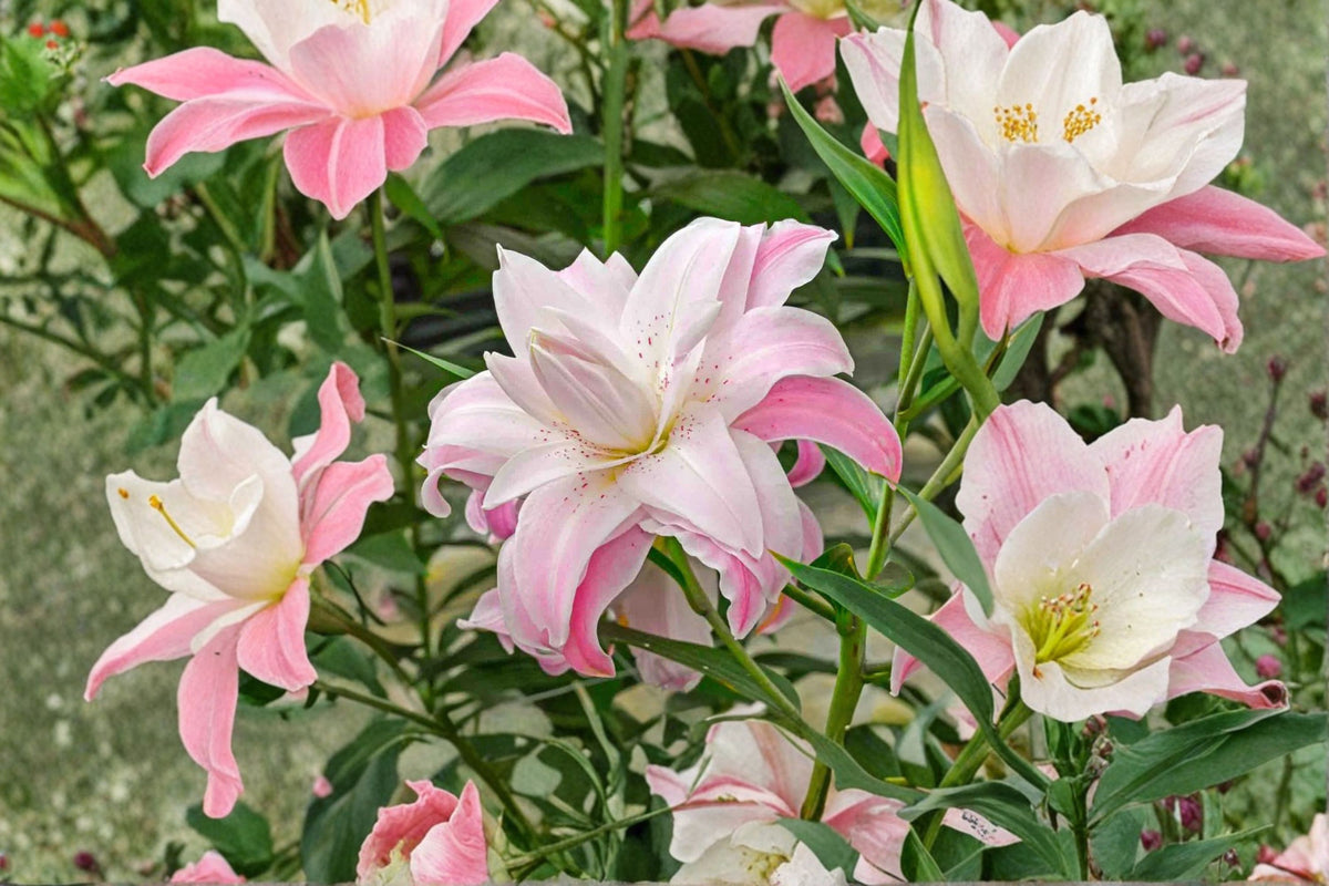 Lilium O 'Lotus Queen' | Double Oriental Lily Bulb | Pink Lily Flower | Perennial Garden Plant | Bareroot Lily | Cut Flower Garden