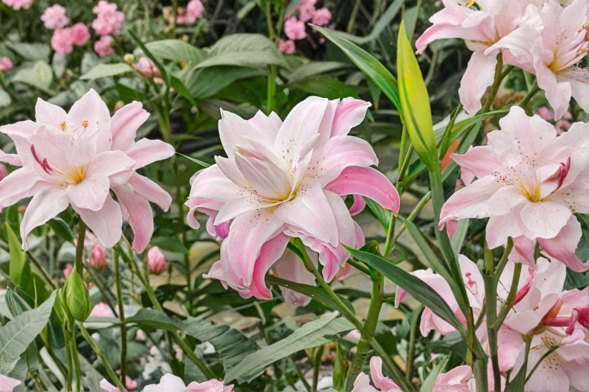Lilium O 'Lotus Elegance' | Double Oriental Lily Bulb | Pink & White Lily | Pollen Free Perennial Flower | Bareroot Lily | Cut Flower Garden