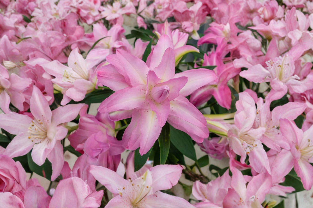 Lilium O 'Lotus Dream' | Double Oriental Lily Bulb | Pink Lily Flower | Pollen Free Perennial Flower | Bareroot Lily | Cut Flower Garden