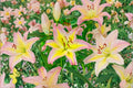 Lilium O 'Hocus Pocus' | Fragrant Oriental Lily Bulb | Pink & Yellow Lily Flower | Bareroot Lily | Perennial Flower | Cut Flower Garden