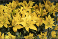 Lilium O 'Golden Stargazer' | Fragrant Oriental Lily Bulb | Yellow Lily Flower | Bareroot Lily | Perennial Flower | Cut Flower Garden