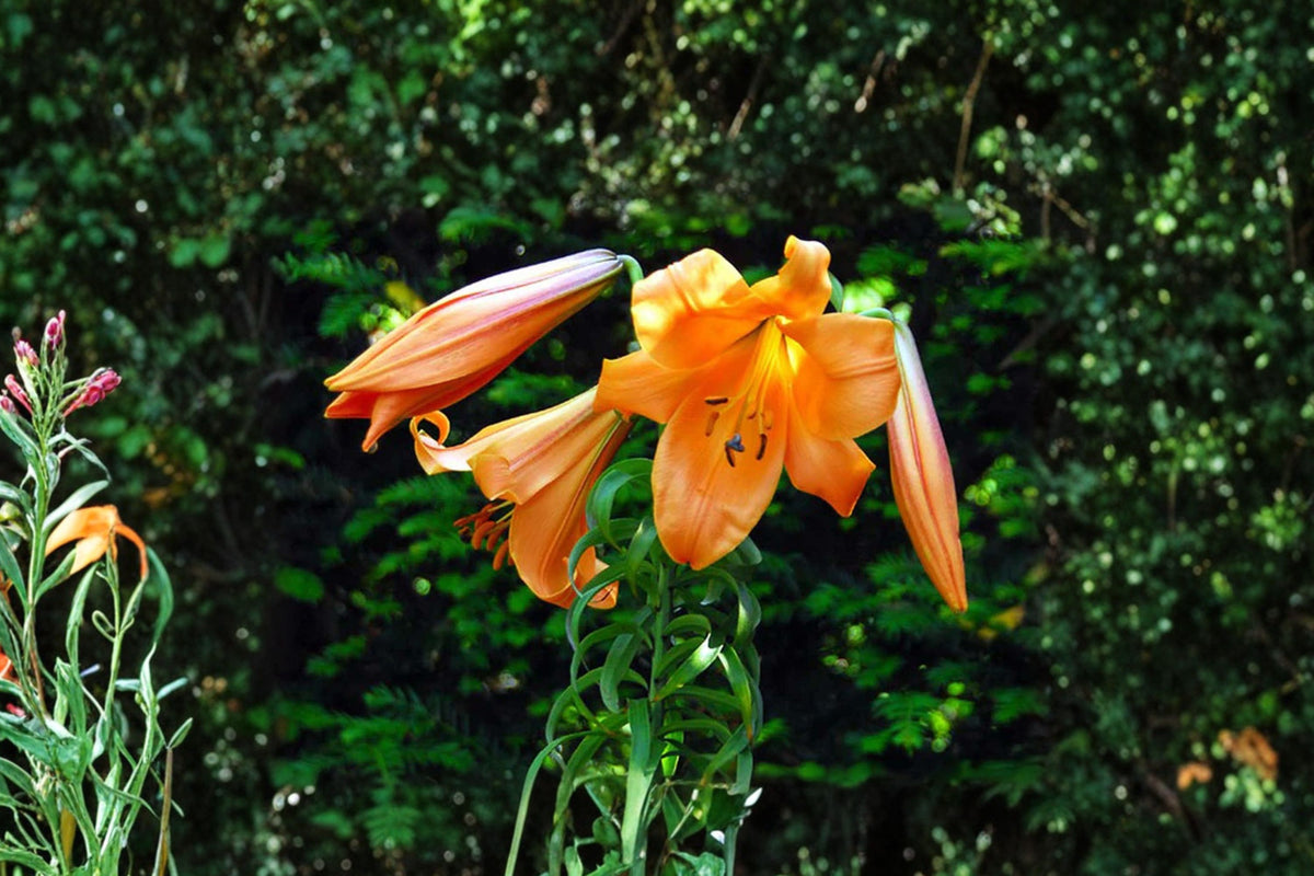 Lilium T 'African Queen' | Giant Trumpet Lily Bulb | Fragrant Apricot Orange Lily | Tall Perennial Flower | Bareroot Lily | Cut Flower Garden