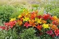 Lilium A Grower's Choice | Mixed Asiatic Lily Bulbs | Surprise Lily Selection | Perennial Flower Mix | Bareroot Lily | Pollinator Garden
