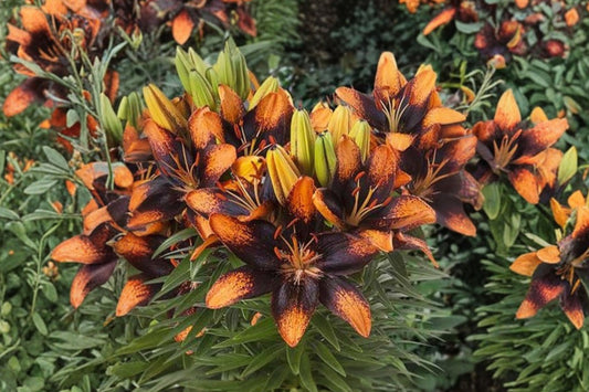 Lilium A 'Trendy Las Palmas' | Bi-Color Asiatic Lily Bulb | Orange & Black Lily | Compact Perennial Flower | Bareroot Lily | Cut Flower Garden