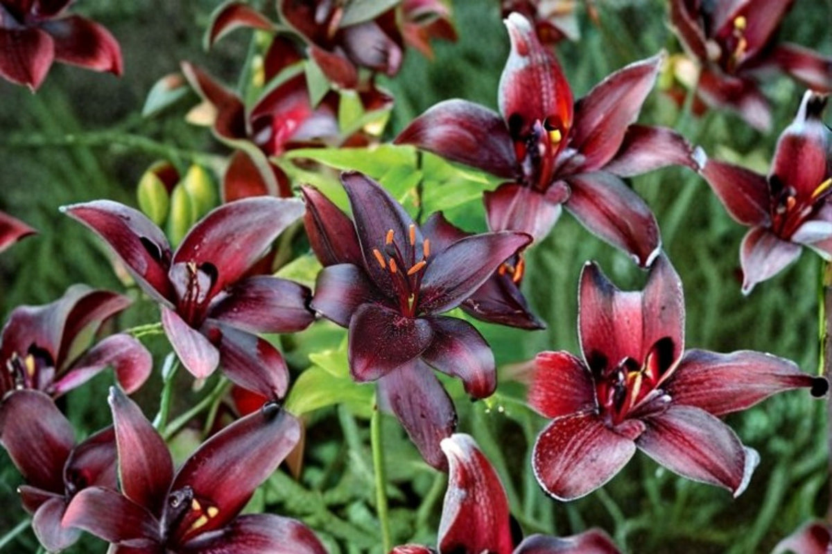 Lilium 'Night Flyer' | Dark Asiatic Lily Bulb | Burgundy Black Lily | Dramatic Perennial Flower | Bareroot Lily | Cut Flower Garden
