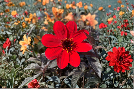 Dahlia 'Mystic Enchantment' | Red Dahlia Live Plant | Dark Foliage Dahlia | 4.5 Inch Pot | Pollinator Friendly Flower | Patio Garden Plant
