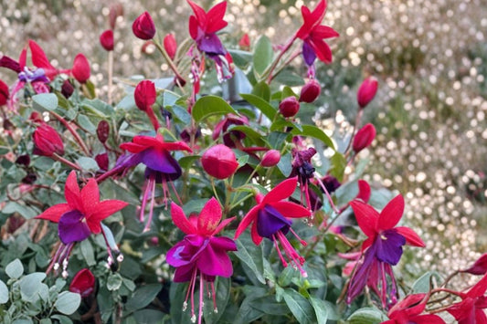 Fuchsia 'Santa Claus' | Hardy Fuchsia Live Plant | Red & Purple Flowers | 1 Gallon Pot | Hummingbird Plant | Flowering Perennial