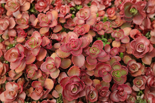 Sedum album 'Murale' | Carpet Stonecrop Succulent | Evergreen Groundcover | Red & Green Sedum | Fairy Garden Plant | Live Plant or Cuttings