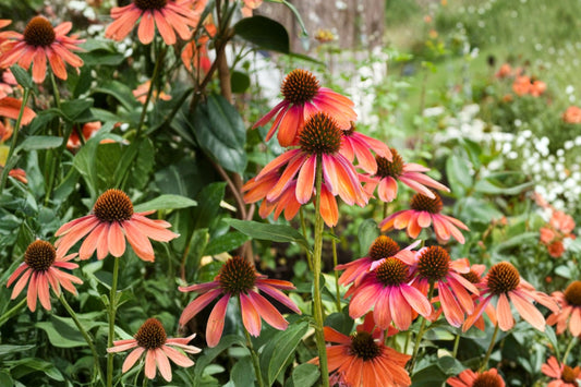 Echinacea 'Cheyenne Spirit' | Coneflower Live Plant | Mixed Color Perennial | Pollinator Friendly Flower | 4 Inch Pot | Butterfly Garden