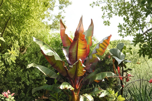 Ensete maurelii | Red Abyssinian Banana Live Plant | Ethiopian Banana | Tropical Foliage Plant | Red Banana Tree | 4.5 Inch Pot