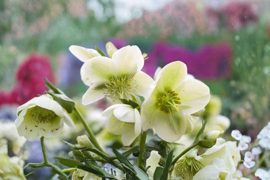 Lenten Rose 'Pacific Frost' | Variegated Christmas Rose | Evergreen Hellebore | White Flower Perennial | Shade Garden Plant | Live Plant
