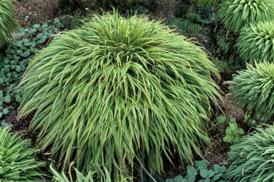 Hakonechloa 'Albo-striata' | Variegated Japanese Forest Grass | Shade Loving Ornamental Grass | Evergreen Foliage | Woodland Garden Plant
