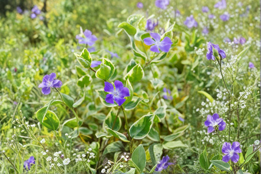 Vinca minor 'Evelyn' | Variegated Periwinkle | White Flower Groundcover | Evergreen Shade Plant | Deer Resistant | 3.5 Inch Pot