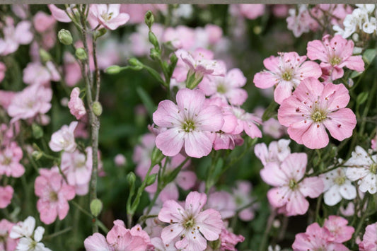 Gypsophila repens 'Rosea' | Pink Baby's Breath | Clumping Groundcover Perennial | Rock Garden Plant | Drought Tolerant | 3.5 Inch Pot