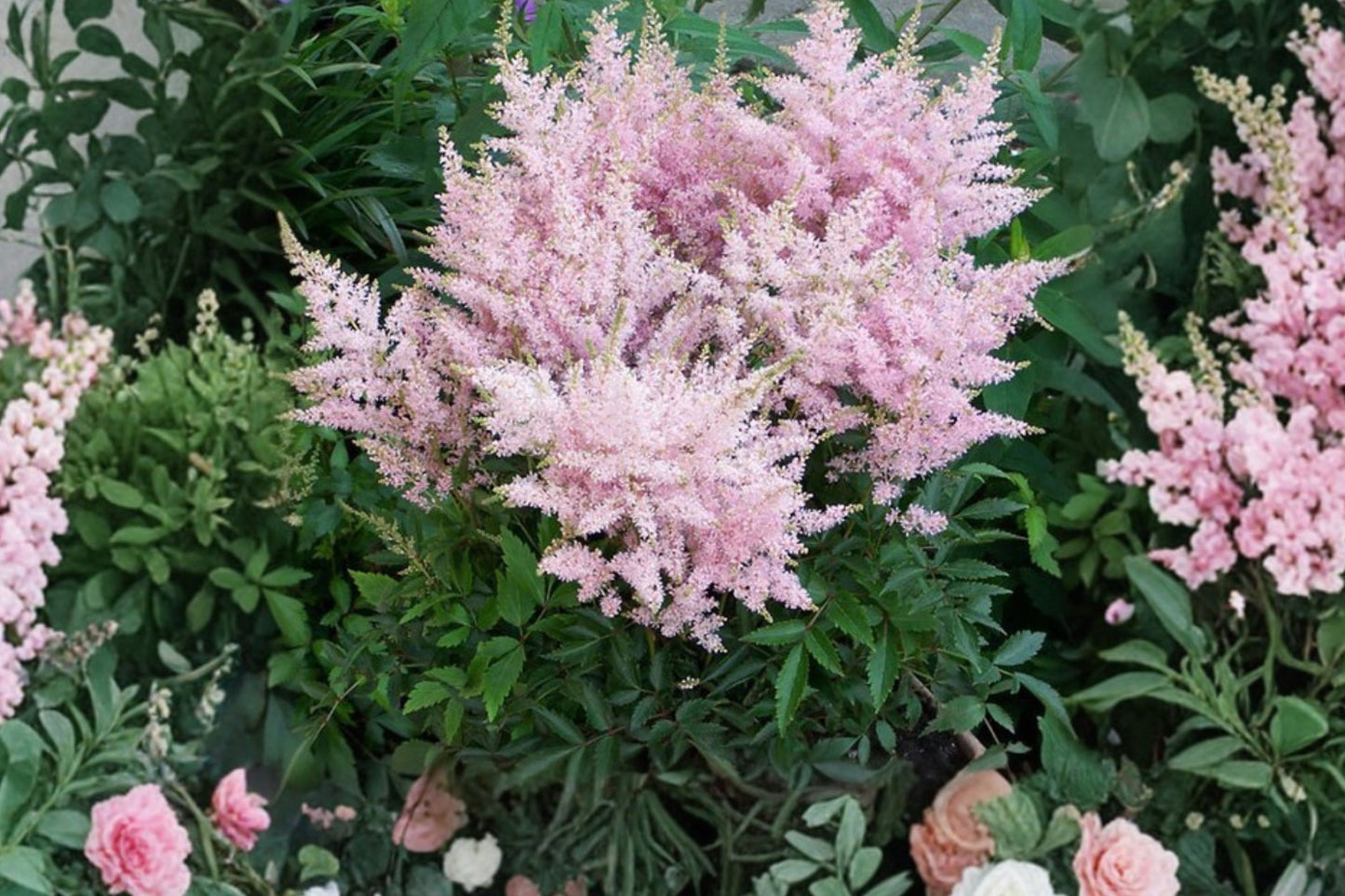 Astilbe 'Younique Silvery Pink' | False Goat's Beard | Pink Astilbe | Shade Loving Perennial | Deer Resistant | Live Plant