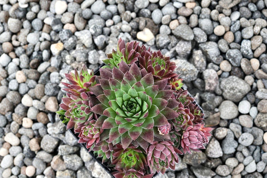 Jovibarba 'Hedgehog' | Roly Poly Succulent | Color Changing Hens & Chicks | Cold Hardy Succulent | Rock Garden Plant | Plug or Live Plant