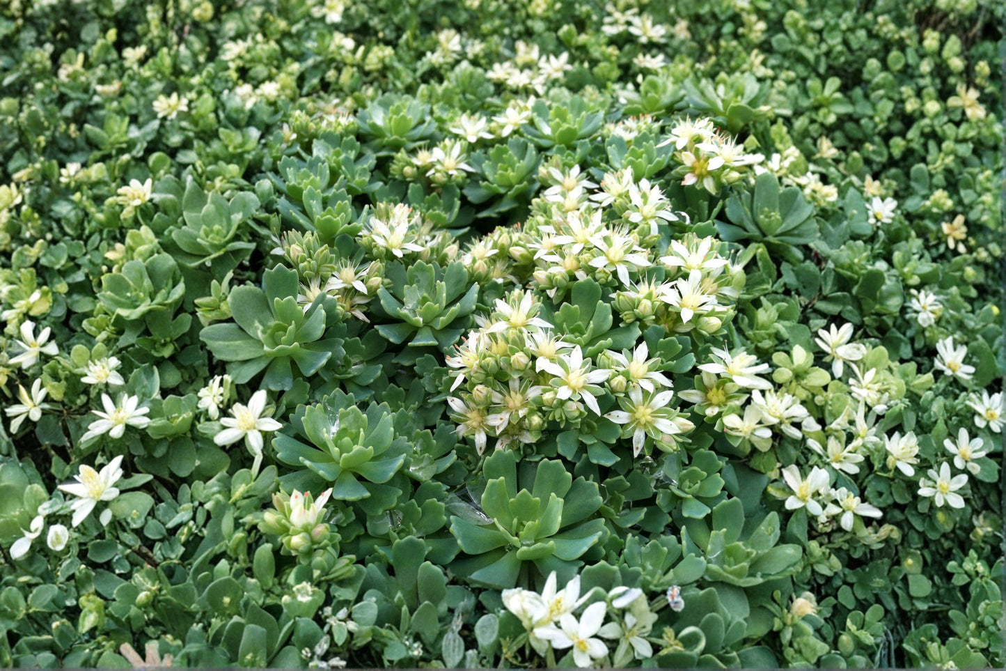 Sedum pachyclados | White Diamond Stonecrop | Hardy Succulent Groundcover | Evergreen Sedum | Fairy Garden Plant | Live Plant or Cuttings