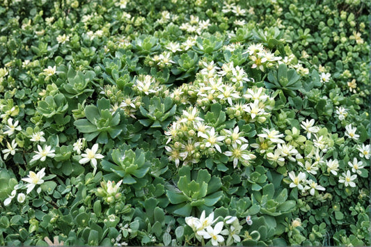 Sedum pachyclados | White Diamond Stonecrop | Hardy Succulent Groundcover | Evergreen Sedum | Fairy Garden Plant | Live Plant or Cuttings