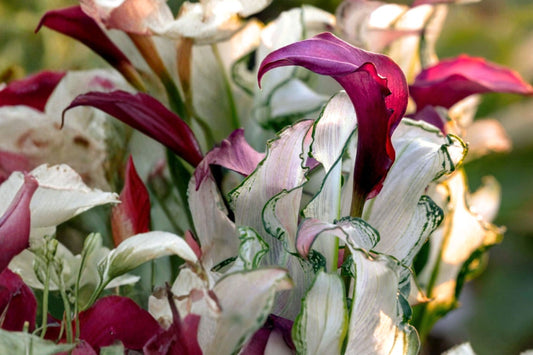 Zantedeschia 'Frosted Queen' | Rare Variegated Calla Lily | Purple Calla Lily | White Variegated Foliage | Bareroot or Live Plant