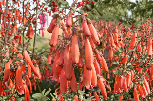 Phygelius 'Magic Mandarin' | Cape Fuchsia Live Plant | Orange Tubular Flowers | Hummingbird Plant | Deer Resistant | 1 Gallon Pot