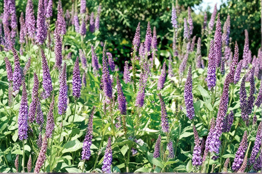 Veronica spicata 'Blue Carpet' | Blue Speedwell | Violet Blue Flowers | Pollinator Perennial | Live Plant
