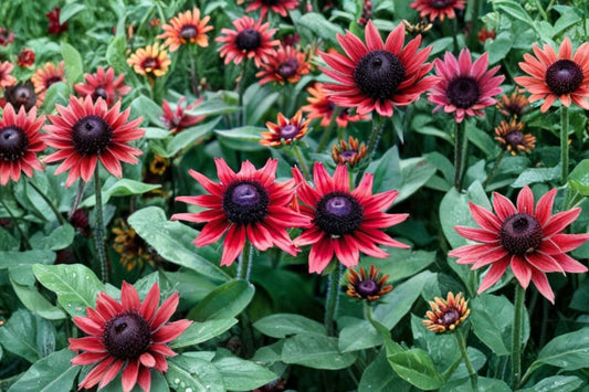 Rudbeckia 'Cherry Brandy' | Red Black Eyed Susan | Cherry Red Coneflower | Pollinator Perennial | 4" Live Plant