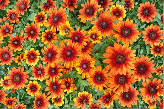 Rudbeckia 'Autumn Colors' | Black Eyed Susan | Bicolor Coneflower | Pollinator Perennial | Live Plant