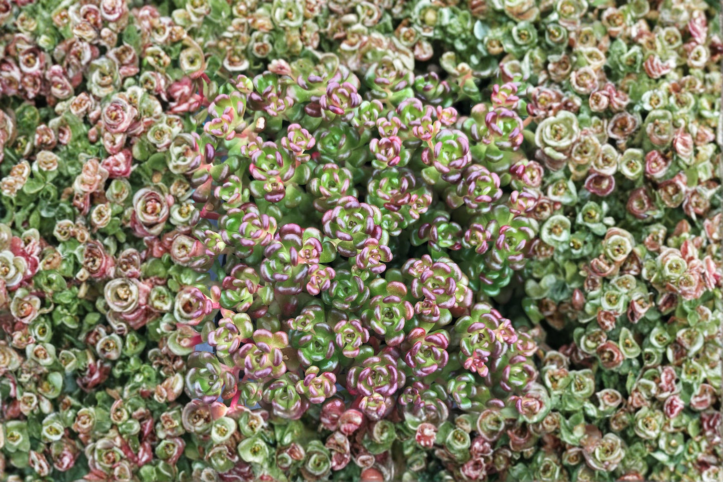 Sedum oreganum | Pacific Native Stonecrop | Evergreen Succulent Groundcover | Drought Tolerant | Live Plant