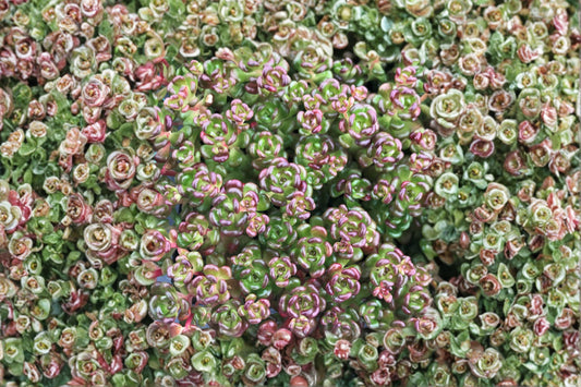Sedum oreganum | Pacific Native Stonecrop | Evergreen Succulent Groundcover | Drought Tolerant | Live Plant