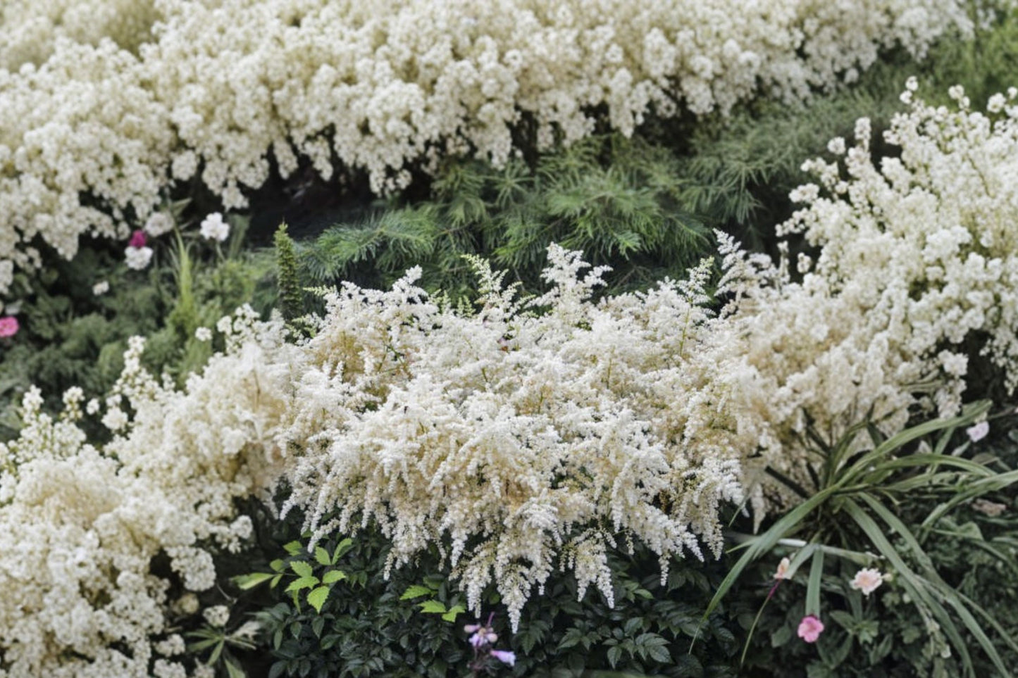 Astilbe 'Bridal Veil' | White False Goat's Beard | Shade Perennial | White Astilbe | Deer Resistant | Live Plant