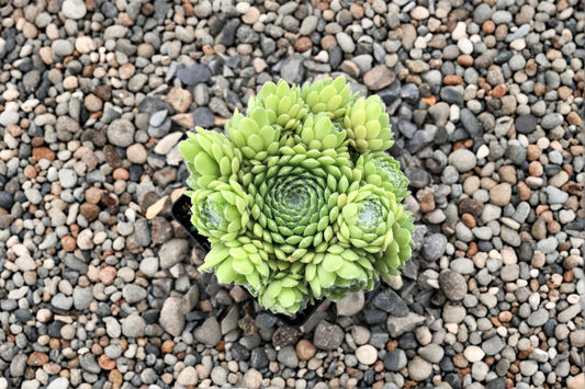 Sempervivum 'Red Nails' | Red Hens and Chicks | Color Changing Succulent | Cold Hardy Evergreen | Live Plant