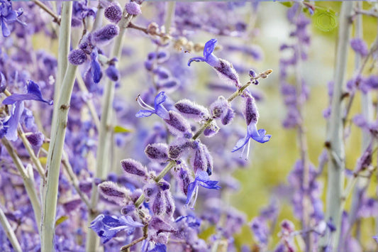 Perovskia 'Little Spire' | Russian Sage | Compact Blue Flower Perennial | Drought Tolerant | 4.5" Live Plant