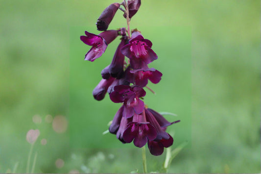 Penstemon 'Raven' | Beardtongue | Dark Purple Flowers | Pollinator Perennial | 1 Gallon Live Plant