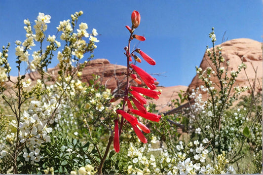 Penstemon 'Firebird' | Red Beardtongue | Hummingbird Flower | Long Blooming Perennial | Drought Tolerant Plant | 1 Gallon Live Plant