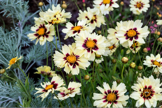Coreopsis 'Uptick Cream and Red' | Dwarf Tickseed | Bicolor Coreopsis | Cream Red Flowers | Pollinator Perennial | Deer Resistant | 1 Gallon Plant