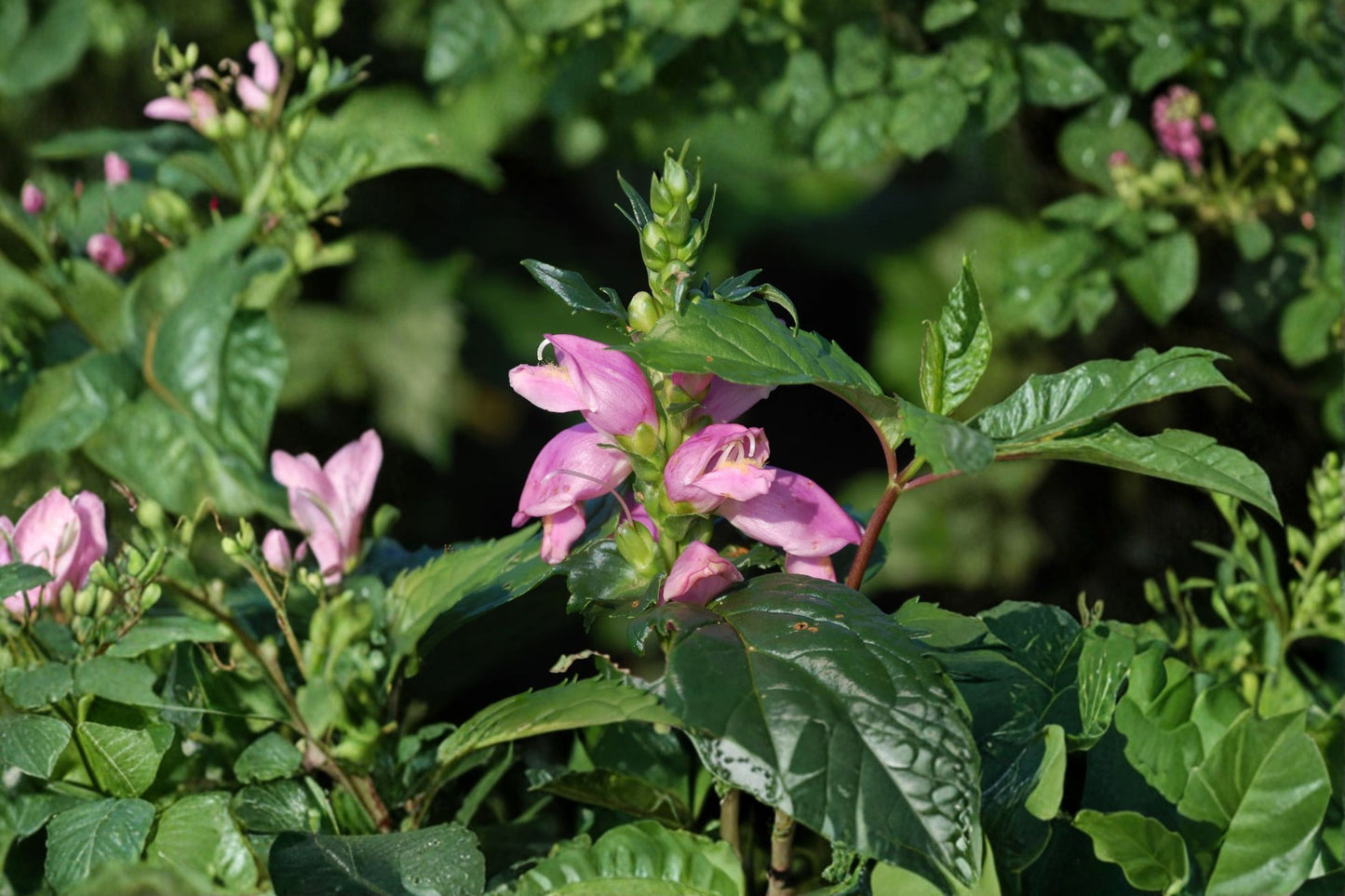 Chelone 'Hot Lips' | Pink Turtlehead Plant | Native Perennial | Hummingbird Flower | Pollinator Plant | Shade Garden | 3.5" Live Plant
