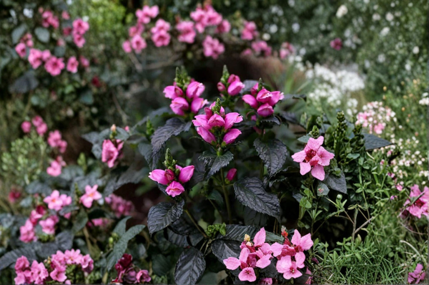 Chelone Tiny Tortuga™ | Dwarf Turtlehead Plant | Pink Turtlehead | Native Perennial | Hummingbird Flower | Shade Plant | 3.5" Pot