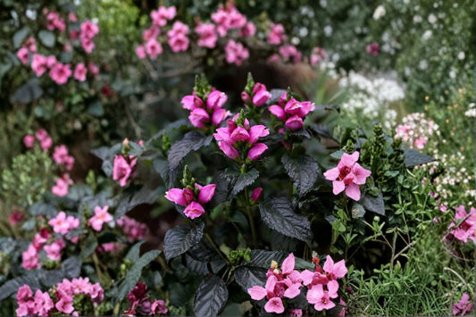 Chelone Tiny Tortuga™ | Dwarf Turtlehead Plant | Pink Turtlehead | Native Perennial | Hummingbird Flower | Shade Plant | 3.5" Pot