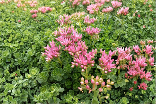Sedum spurium 'John Creech' | Stonecrop Succulent | Evergreen Groundcover | Drought Tolerant Sedum | Pink Flowers | Live Plant