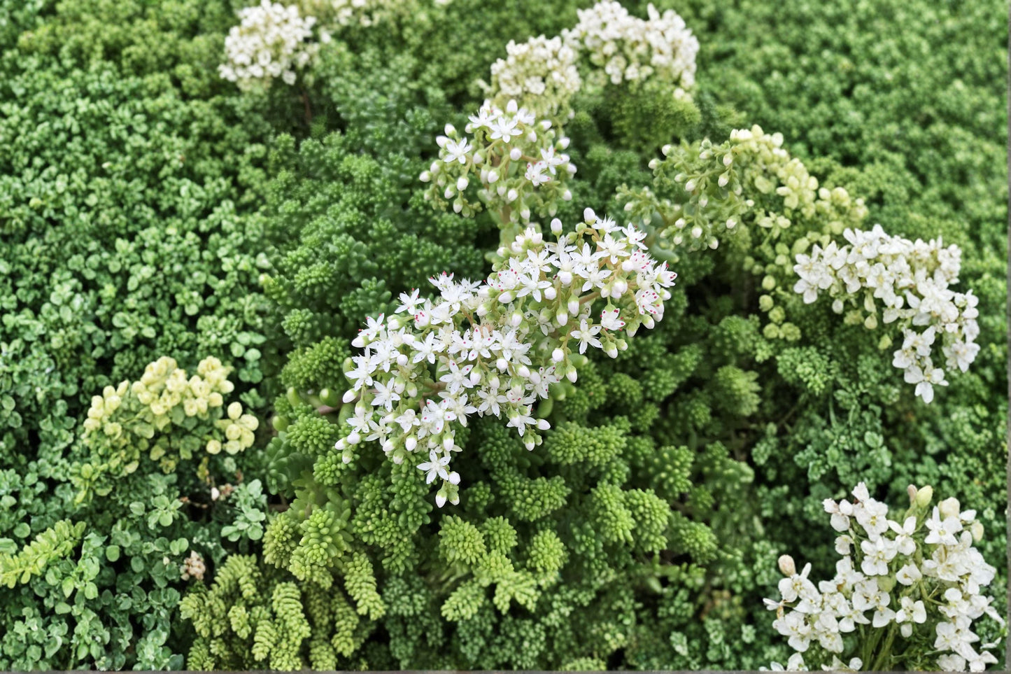 Sedum borchii 'Sport' | Evergreen Stonecrop | Lime Green Succulent | Drought Tolerant Groundcover | Fairy Garden Plant | Live Sedum