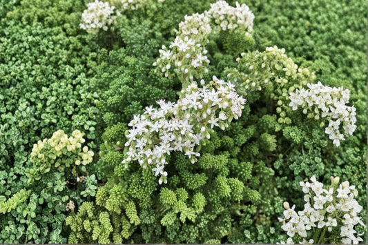 Sedum borchii 'Sport' | Evergreen Stonecrop | Lime Green Succulent | Drought Tolerant Groundcover | Fairy Garden Plant | Live Sedum