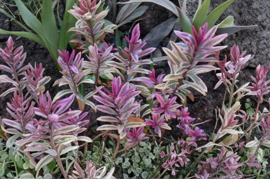 Hebe 'Walter Buccleugh' | Compact Evergreen Shrub | Purple Flowering Hebe | Dwarf Landscape Plant | 4.5" Pot or 1 Gallon Live Plant