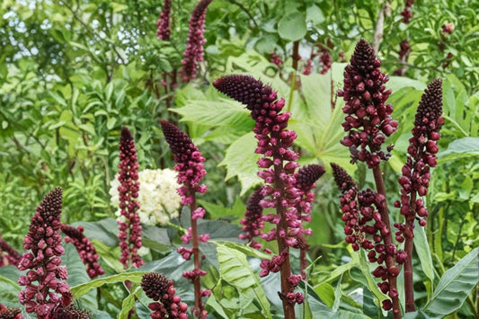 Lysimachia 'Beaujolais' | Dark Purple Loosestrife | Burgundy Flower Perennial | Non-Invasive Pollinator Plant | 3.5" Pot