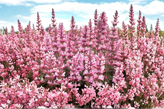 Agastache 'Pink Pearl' | Hummingbird Mint | Pink Hyssop Perennial | Pollinator Plant | Fragrant Drought Tolerant Flower | Plug or Live Plant