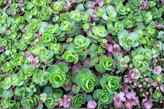 Sedum 'Dark Dragon' | Stonecrop Succulent | Red Foliage Groundcover | Evergreen Sedum | Drought Tolerant Live Plant | Cuttings or 3.5" Pot