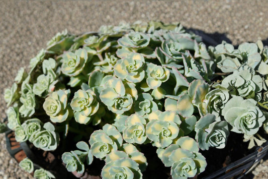 Sedum sieboldii 'Mediovariegatum' | Variegated Stonecrop Succulent | Blue Green & Gold Foliage | Pink Flowers | Plug or Live Plant