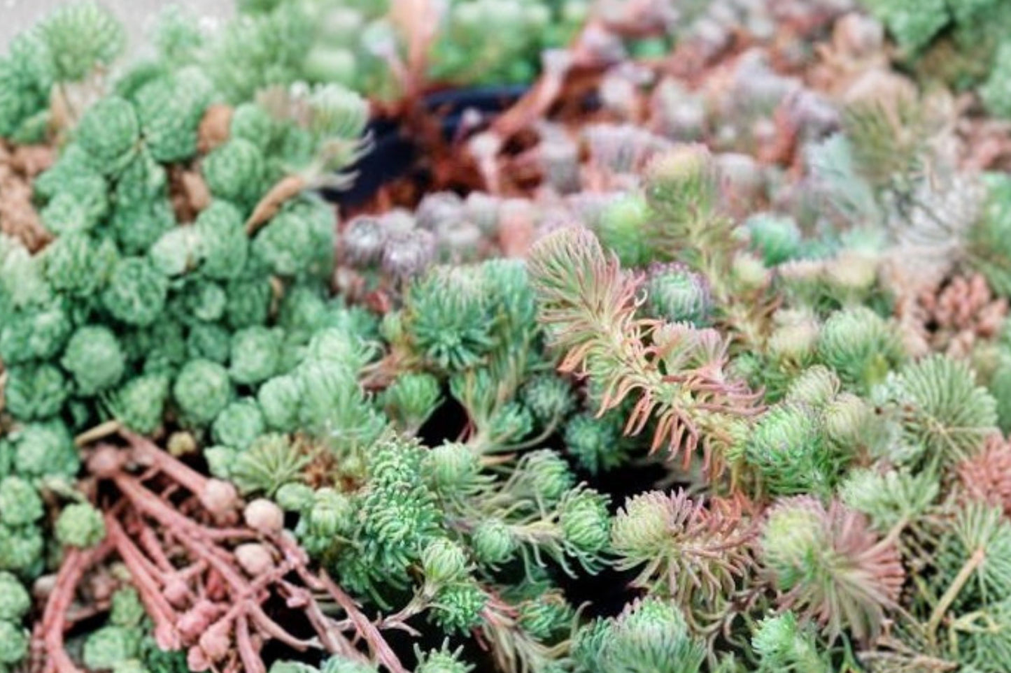 10 Sedum 'Antique Grill' Cuttings | Blue Purple Stonecrop Succulent | Evergreen Groundcover | Drought Tolerant Sedum | Fairy Garden Plant