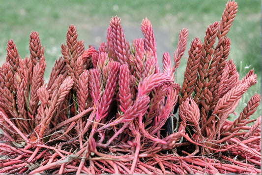 Sedum 'Red Wiggles' | Red Green Stonecrop Succulent | Evergreen Groundcover | Drought Tolerant Sedum | 3.5" Live Plant