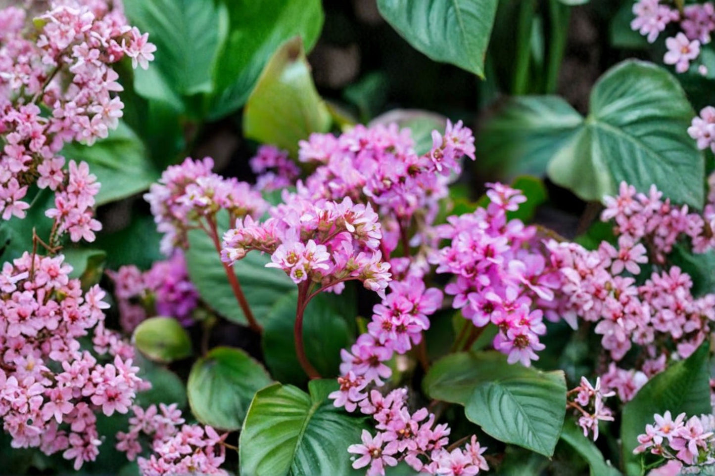 Bergenia 'Dumbo' | Elephant Ear Perennial | Evergreen Shade Plant | Pink Flower Bergenia | Deer Resistant Groundcover | Live Plant